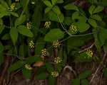 Yellow pimpernel